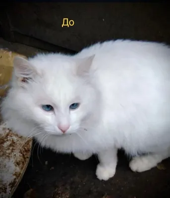 В Воронеже напротив школы на дереве несколько суток висит дохлый кот