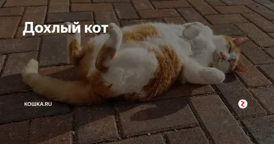 Дохлый кот | Кошка.ru | Дзен