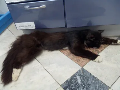 Умер пухлый кот Виктор — один из символов борьбы за права животных в России  | Вечёрка