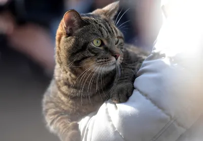 26-летний кот Дашун из Книги рекордов России умер в Тюменском районе -  Тюменская линия
