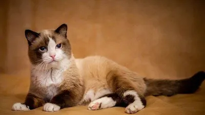 В Британии умер самый старый кот в мире. Раббл лишь немного не дожил до  своего 32-летия - BBC News Русская служба