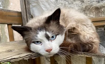 Умер самый толстый кот России по кличке Степан: ему было 16 лет