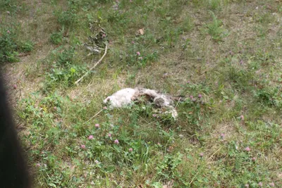 Молодая стажерка ветеринарной клиники в Новосибирске убила кота Симбу - 28  апреля 2023 - НГС.ру