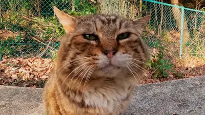 В Перми умер знаменитый кот – звезда YouTube NONONONO Cat Маркиз