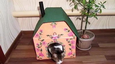 Cat lodging house with own hands out of the box - YouTube