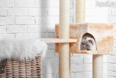 Идеи для домашних животных на даче и в квартире | Вдохновение (Огород.ru)