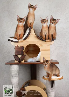 Настенный домик для кошек. на заказ купить в интернет-магазине \"Усатые  Хвостатые\"