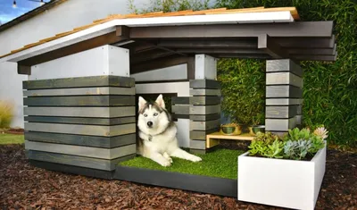 Комнатные будки для собаки
