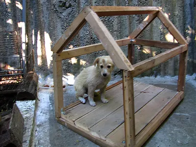 Будка для собаки - размеры будки для собак средних, больших и мелких  размеров | Pet-Yes