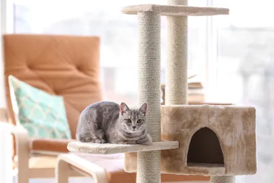 Домик для кошки из коробки своими руками: как из коробки сделать домик для  кота, котёнка или собачки, построить самодельный дом для беременной кошки  из коробки - видео мастер класс