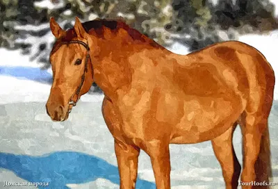 Донская лошадь фото фотографии