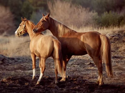 ДОНЧАК - золотая лошадь! #ИППОсфера 2019 Парад Пород /Редкая порода лошадей  донская - YouTube