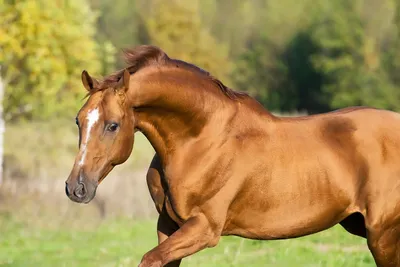 Донская лошадь - дивная порода на грани вымирания
