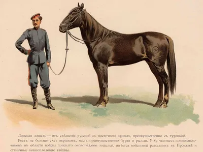Донская лошадь - Российское казачество, 14.06.2023