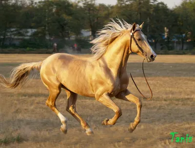 ♞ Донская лошадь Don saddlebrown …» — создано в Шедевруме