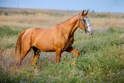 File:Золотисто рыжая масть донской лошади.jpg - Wikimedia Commons