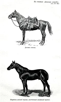 Донская лошадь — Википедия