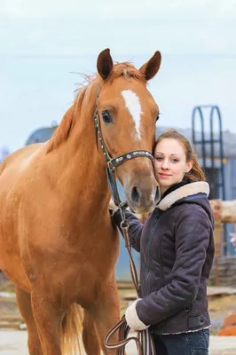 В Новочеркасске обсудили сохранение Донских лошадей | Новочеркасские  ведомости