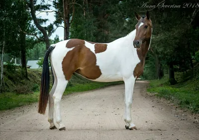 Дончаки - уникальная порода донских лошадей - Областной центр казачьей  культуры