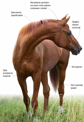 Виртуальная выставка лошадей донской и буденновской пород «ЗОЛОТО РОССИИ»