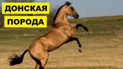 XLIV. Донская лошадь. Киргизская лошадь [1889 Генералъ-маiоръ Бильдерлингъ  - Иппологический атласъ для нагляднаго изученiя верховой лошади]