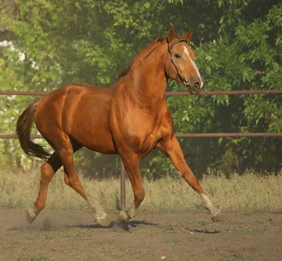 Лошадь донской породы стоит на фоне…» — создано в Шедевруме