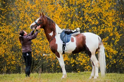 Донская порода лошадей. Сайт про зверей - ZveroSite.ru