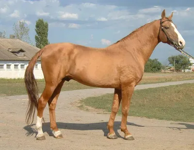 Донская лошадь - 65 фото