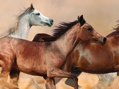 Пин от пользователя Н. М. на доске Don Horse (Донские лошади) | Лошади,  Рысак, Животные