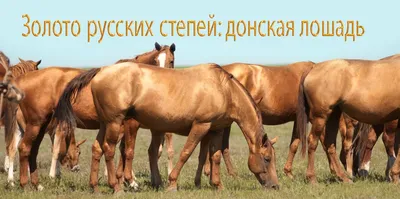 Лошади породы тайгер - 64 фото