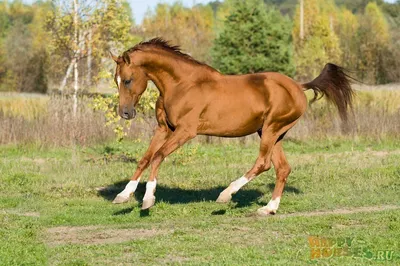 Karabakh Horse Azerbaijan - Breeder Guluzadeh - Дети Карабахов - Донская  порода лошадей. Донская верховая лошадь. Начало этой породы было положено в  XVIII–XIX веках. Из дальних походов привозили донские казаки восточных  лошадей (