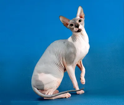 Донской сфинкс: порода кошек без шерсти и с уникальной внешностью» —  создано в Шедевруме
