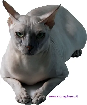Донской сфинкс - сложнейшая редкая порода кошек | Советы Умного Кота | Дзен