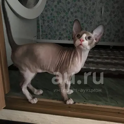 Сфинкс кота стоковое изображение. изображение насчитывающей выразительно -  50016369