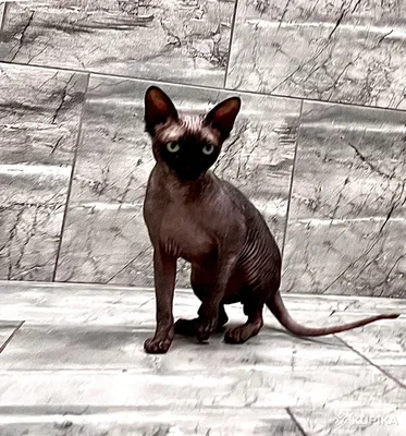 Найден кот донской сфинкс в Ростове-на-Дону | Pet911.ru