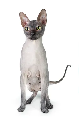 Донской сфинкс (кот и кошка): 5 000 грн. - Кошки Затишье на Olx