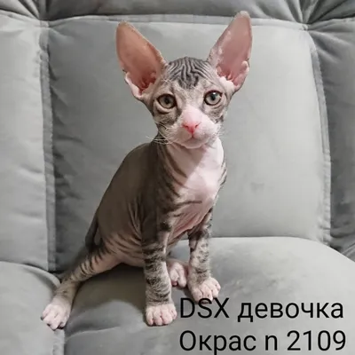 Донской сфинкс котенок 2 месяца – купить с рук, город Москва