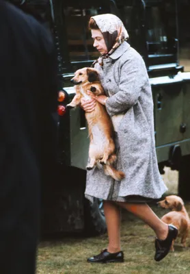 Любимые собаки королевы Елизаветы II - фото — Звезды