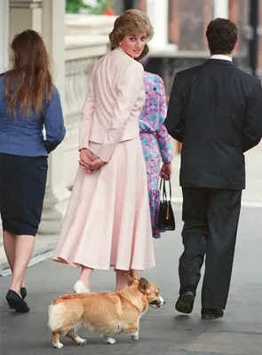 Корги и дорги: всё, что нужно знать о любимых собаках королевы Елизаветы II