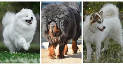 Самые дорогие собаки - какие породы сколько стоят – фото