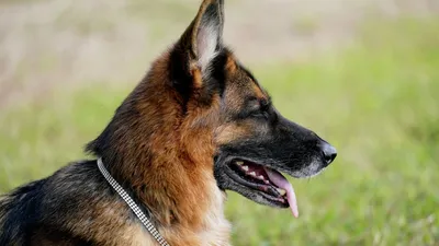 Названы самые дорогие породы собак в Воронеже