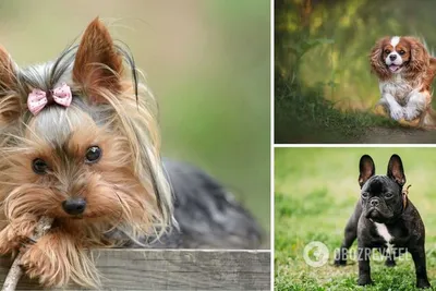 Породы собак самые дорогие в мире - фото и цены | РБК Украина