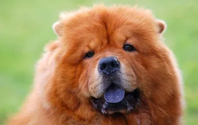 Самые дорогие собаки Новосибирской области | Новости – Gorsite.ru
