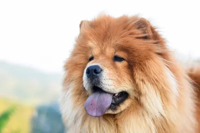 Самые дорогие собаки на свете | Мир Животных | Дзен