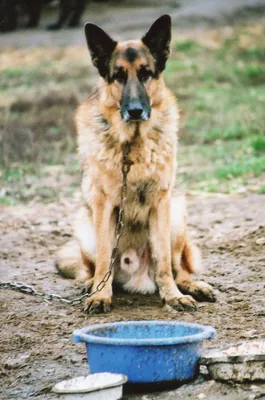 Самые дорогие породы собак в мире - Today.ua