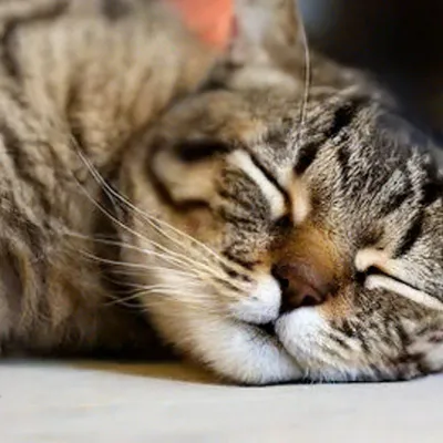 Оранжевый счастливый довольный кот на…» — создано в Шедевруме
