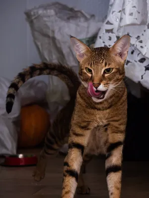 Мемы плюшевая игрушка, счастливый кот / happy cat - купить с доставкой по  выгодным ценам в интернет-магазине OZON (1224430114)
