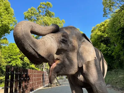 Слон довольный как слон) | Пикабу