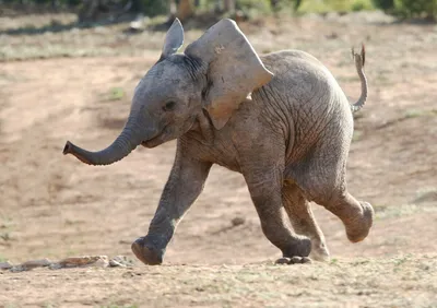 Довольные слоны: 15 фото радостных слоников для хорошего настроения | Мир  фауны | Дзен
