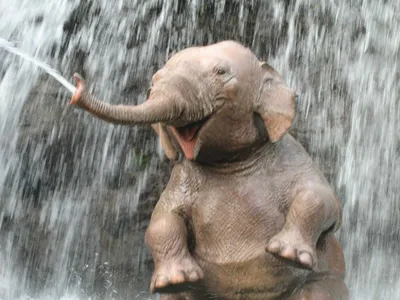 Довольный слон фото фотографии